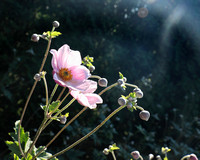 Longwood Gardens